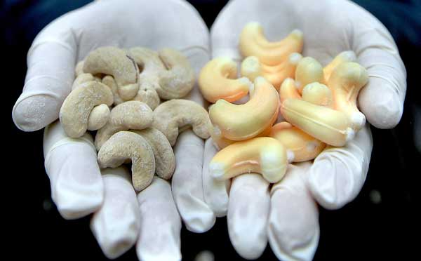 largest cashew nut
