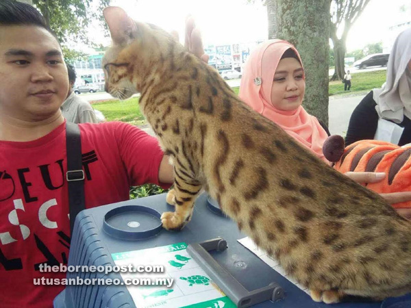 Pasaraya kucing