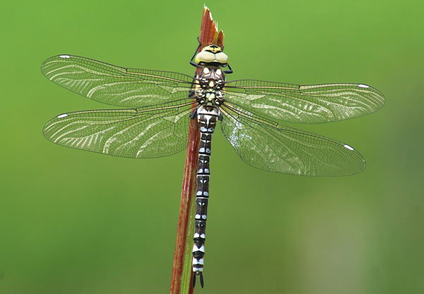 Dragonfly in malay