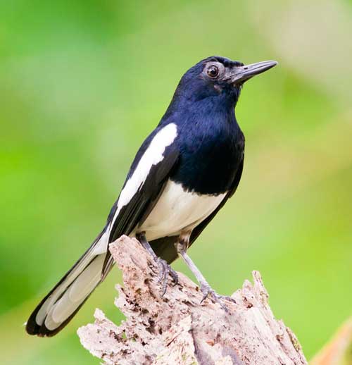 Chirpy magpie robins | Borneo Post Online