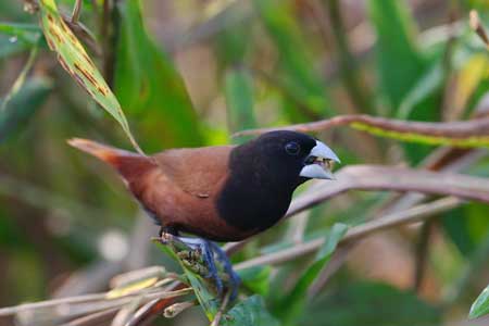 munia chirpy beak jannie