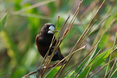 chestnut munia chirpy flock amongst flitted coloured birds