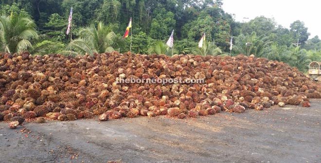 Palm Oil Mill Resumes Accepting Fresh Fruit Bunches From Centres