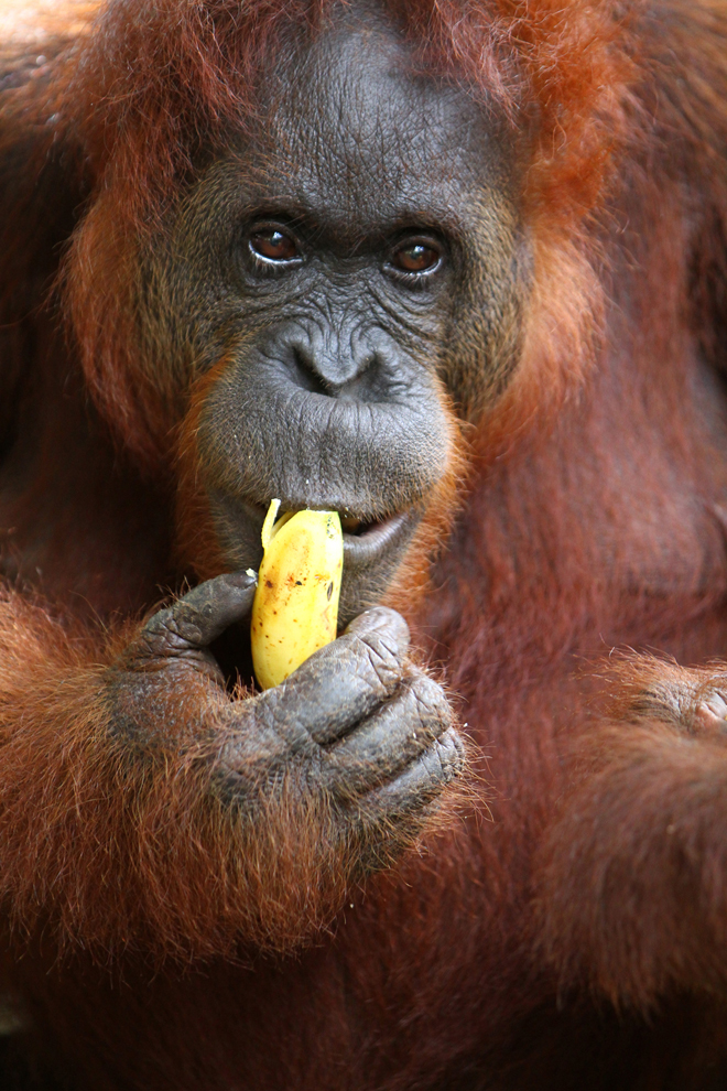 An orangutan at the Semenggoh Wildlife Centre in Kuching eats a banana. — Photo by Chimon Upon