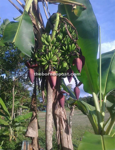 single banana tree