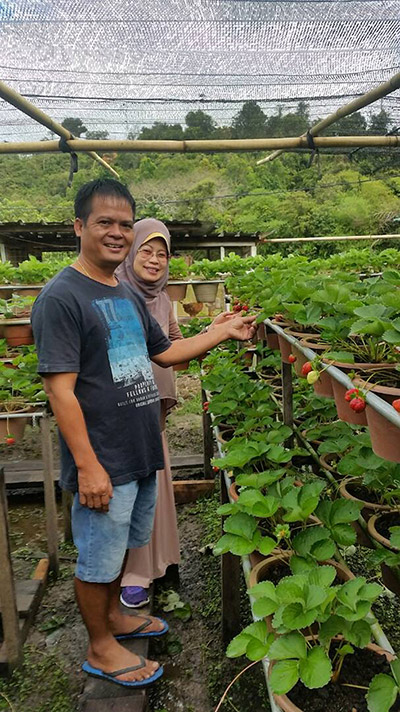 Successful Strawberry Farm New Milestone For Ba Kelalan