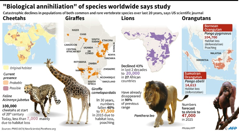 Sixth Extinction Of Wildlife Faster Than Feared Scientists Borneo Post Online