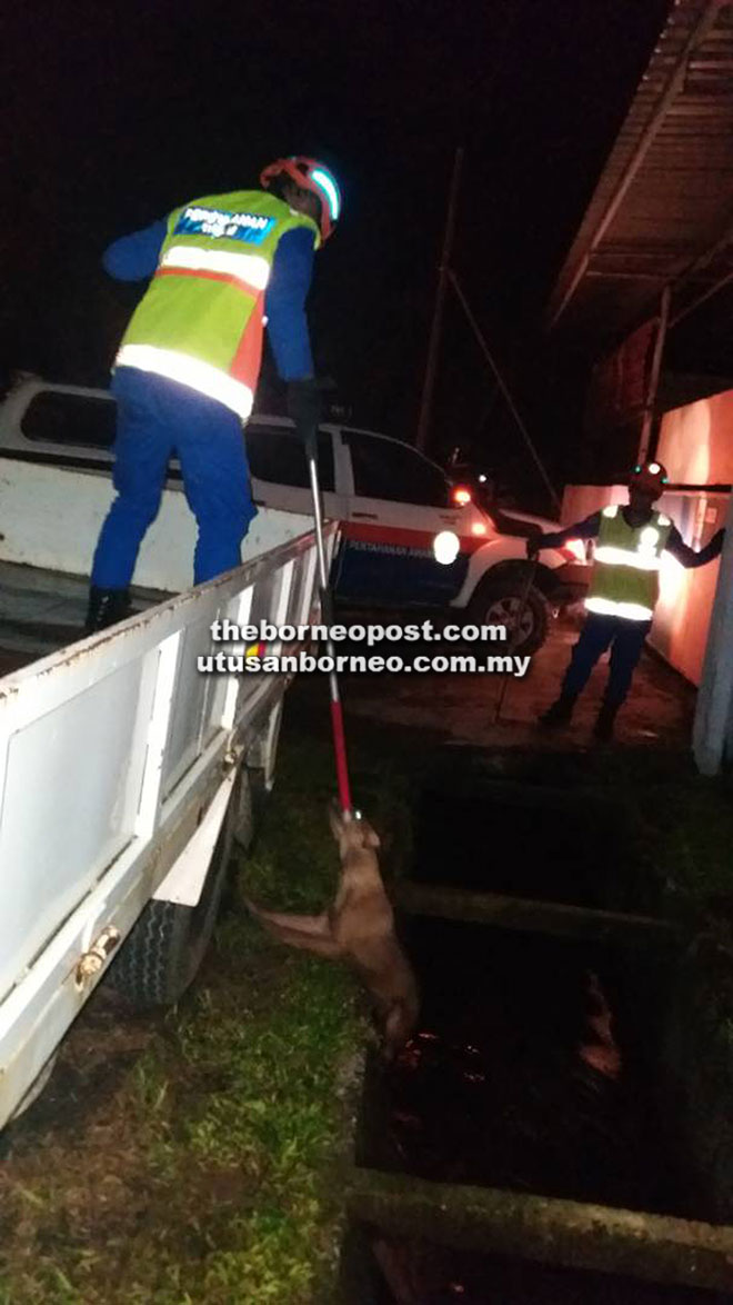 Civil Defence Force comes to stray dog s rescue