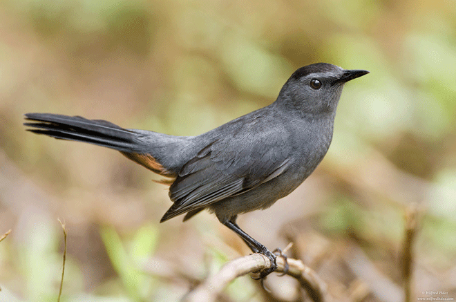 The Grey catbird – a vagrant