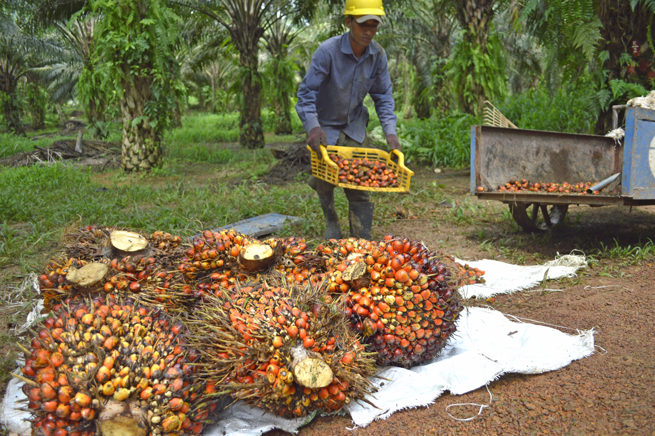More incentives in store for sustainable palm  oil  Borneo 