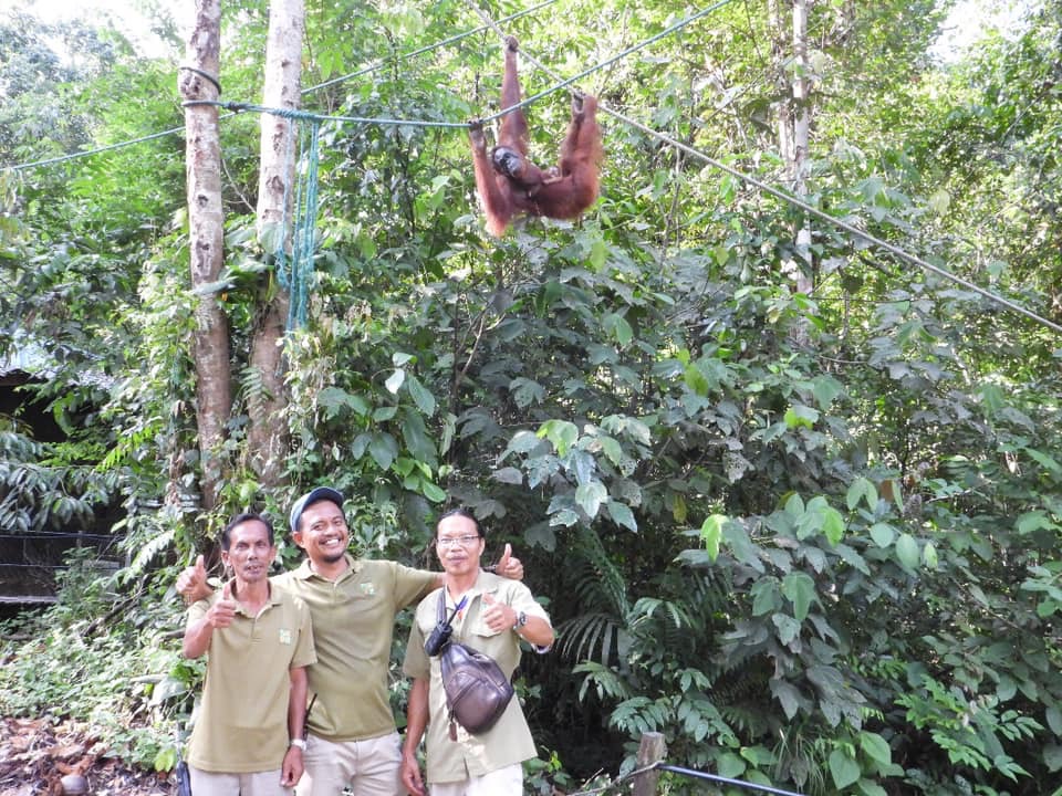 Minah Delivers Fourth Baby Orangutan A Win For Sarawak Forestry