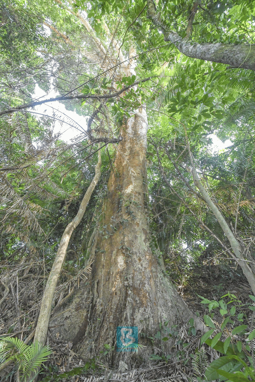  Merbau  Malaysia s National Tree  Borneo Post Online