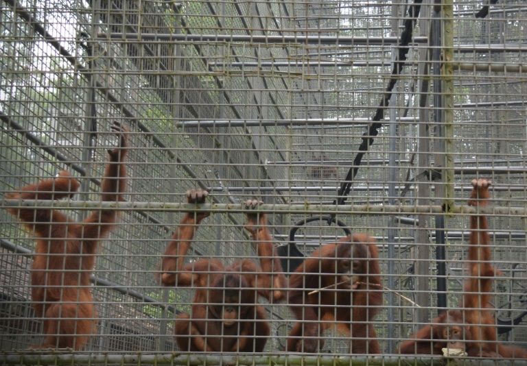 Indonesias Toxic Haze Affecting Borneos Orangutans Rescuers 