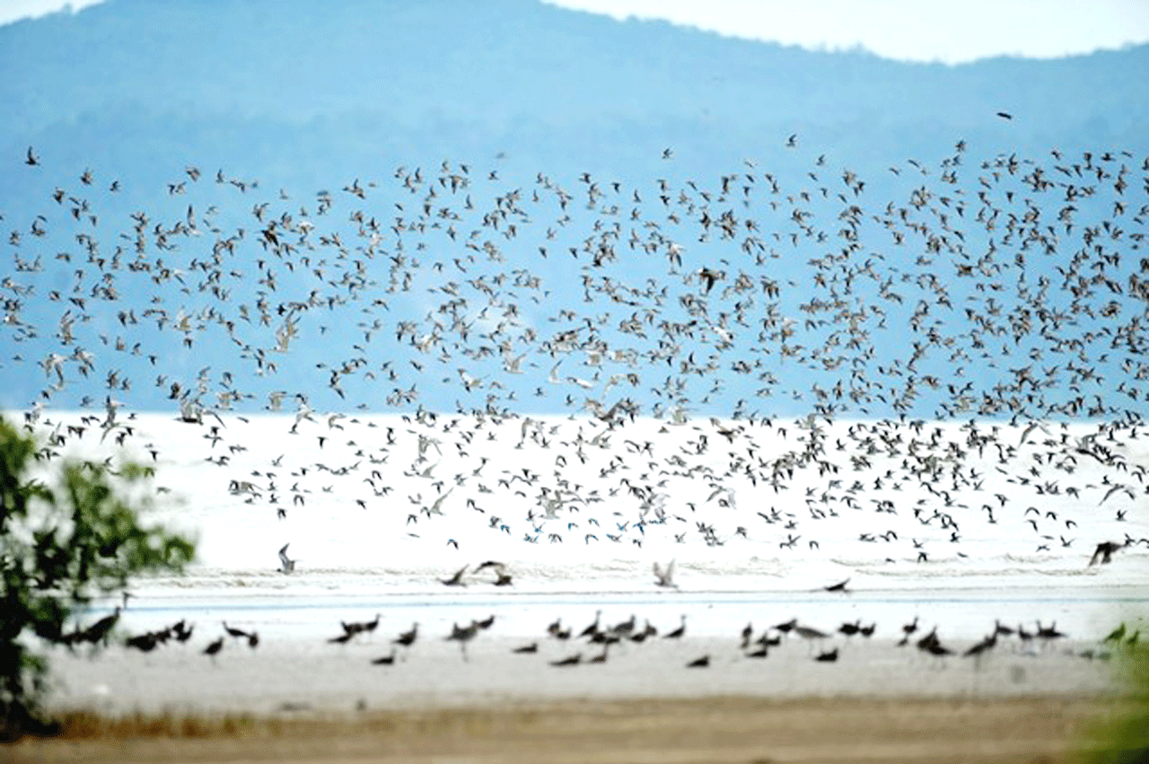 berpr-fung-nicht-in-mode-nautische-meile-nightingale-migration-route