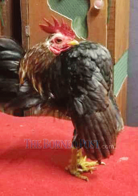 Serama ayam Serama Chicken: