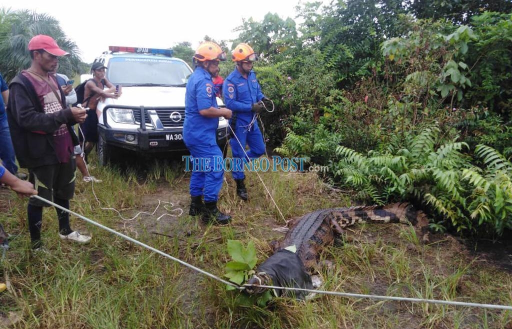 APM captures false gharial in oil palm plantation in Betong