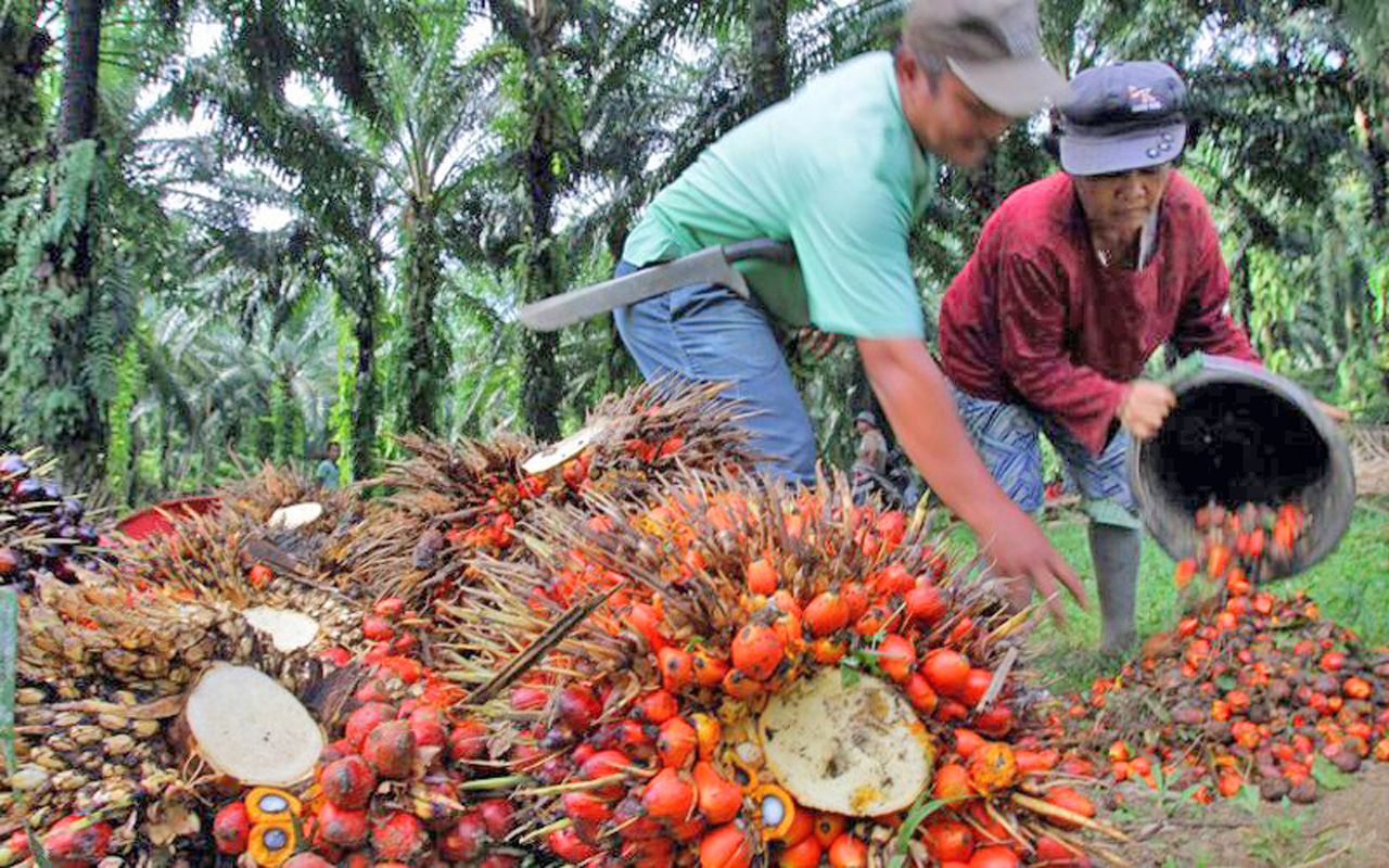 Covid 19 Palm Oil Industry Rejoice As Economies Reopen   Lead2 COVID 19 PALM P1 