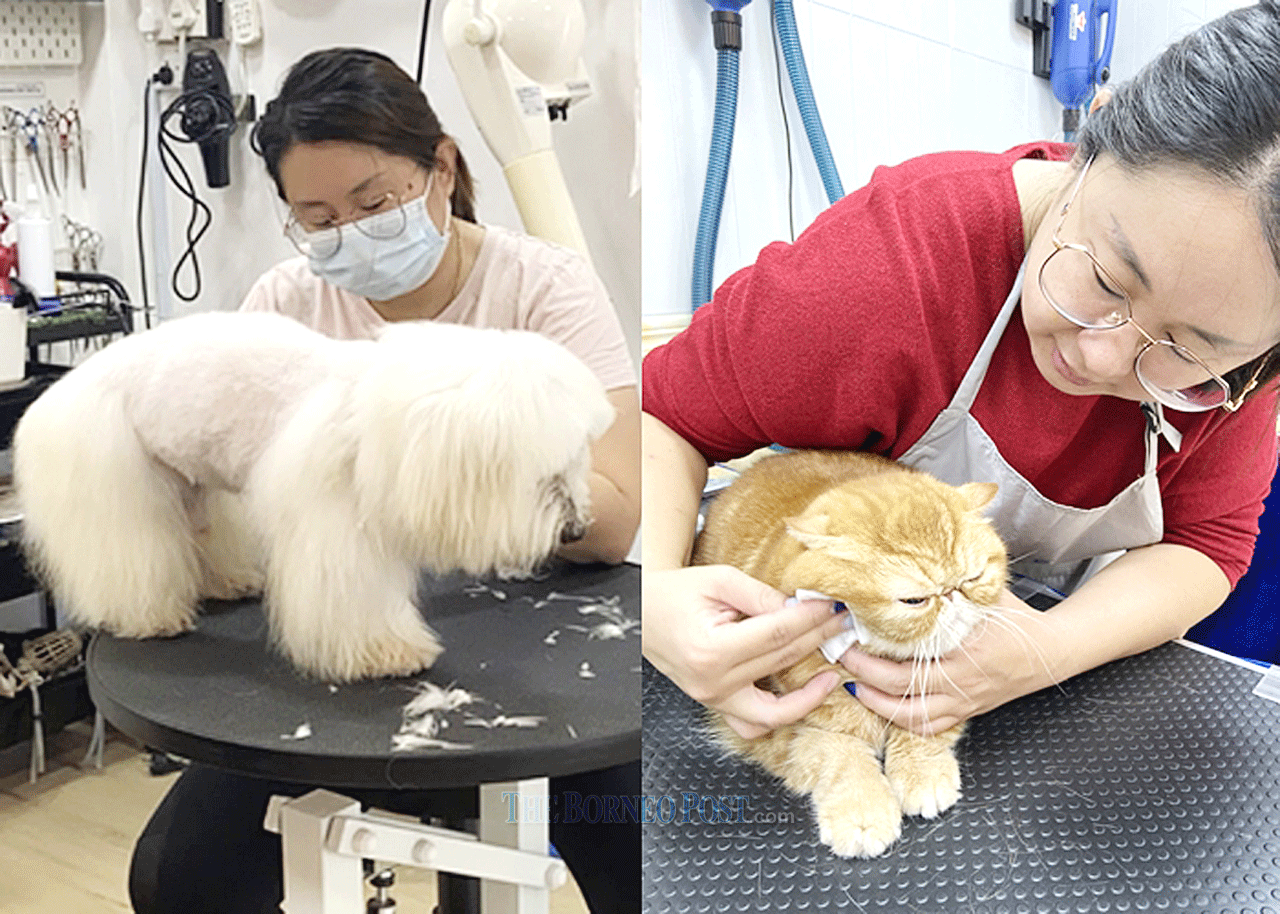 Career change leads to fulfilling pet grooming job | Borneo Post Online