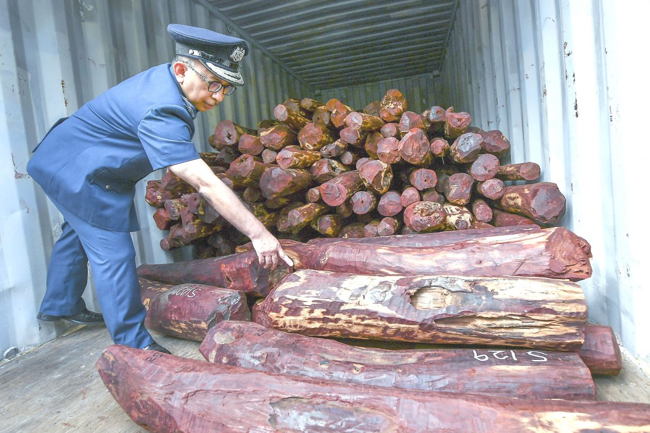 Red Sanders/Red Sandalwood - Avenue Trees – Exotic Flora