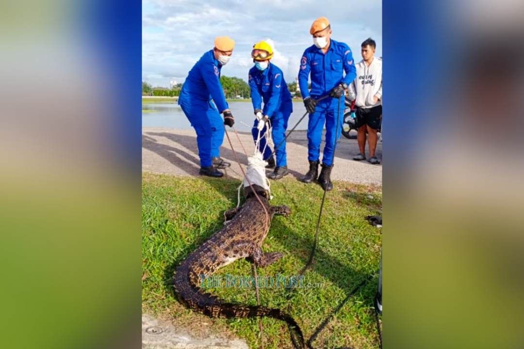 APM rescues croc found in Samariang drain