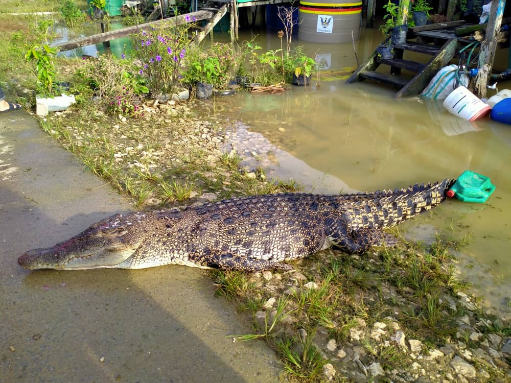 Crocodile farming economically viable in Sarawak