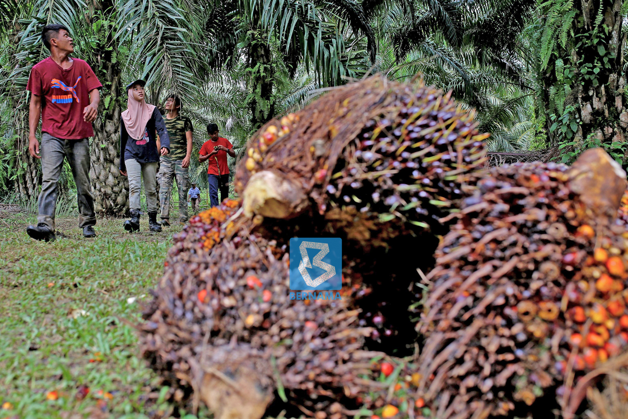 A Year Of Two Halves For The Palm Oil Industry   Lead1 YEARENDER PALM OIL P1 