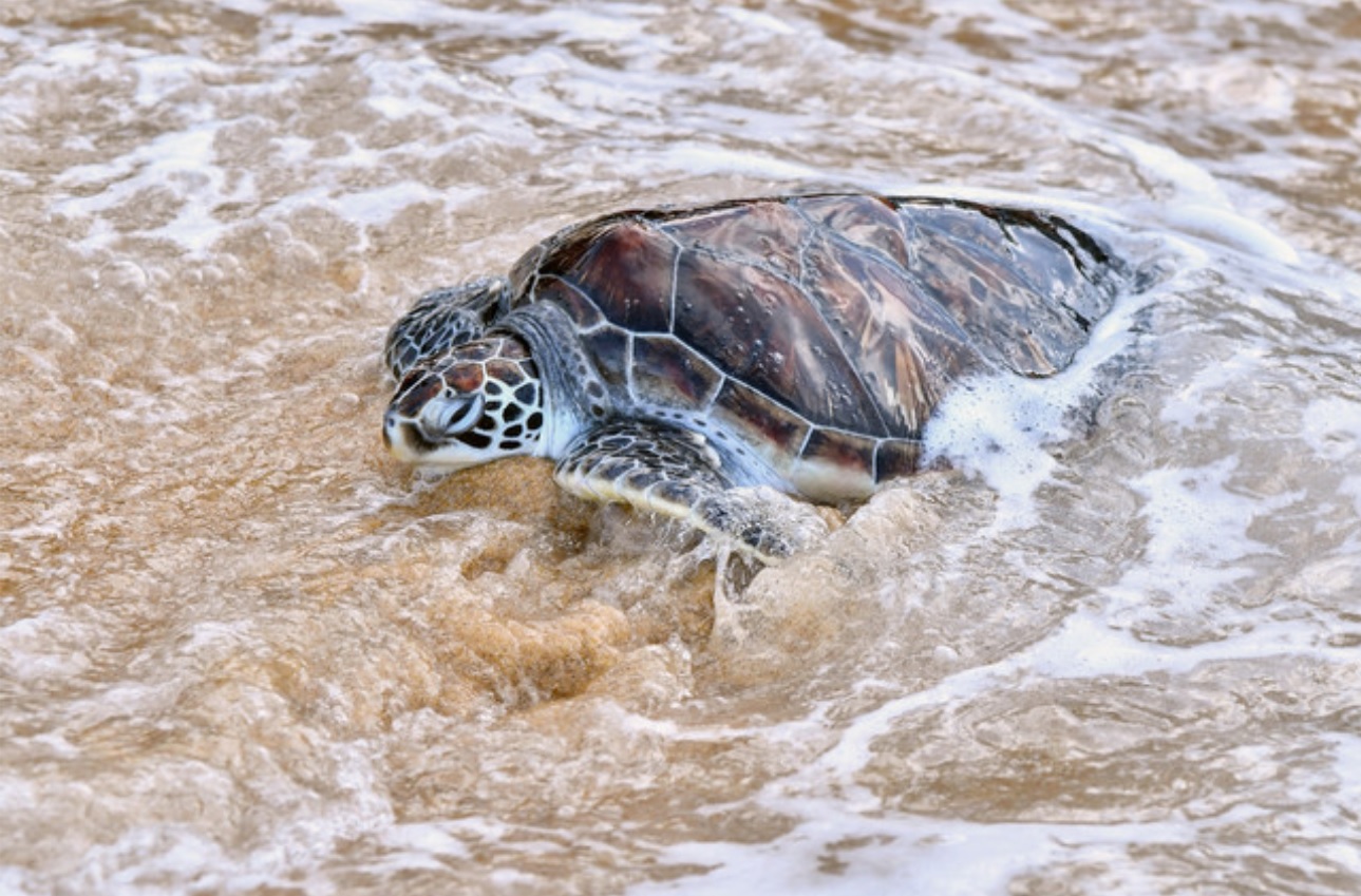 Terengganu govt orders investigation of viral turtle video