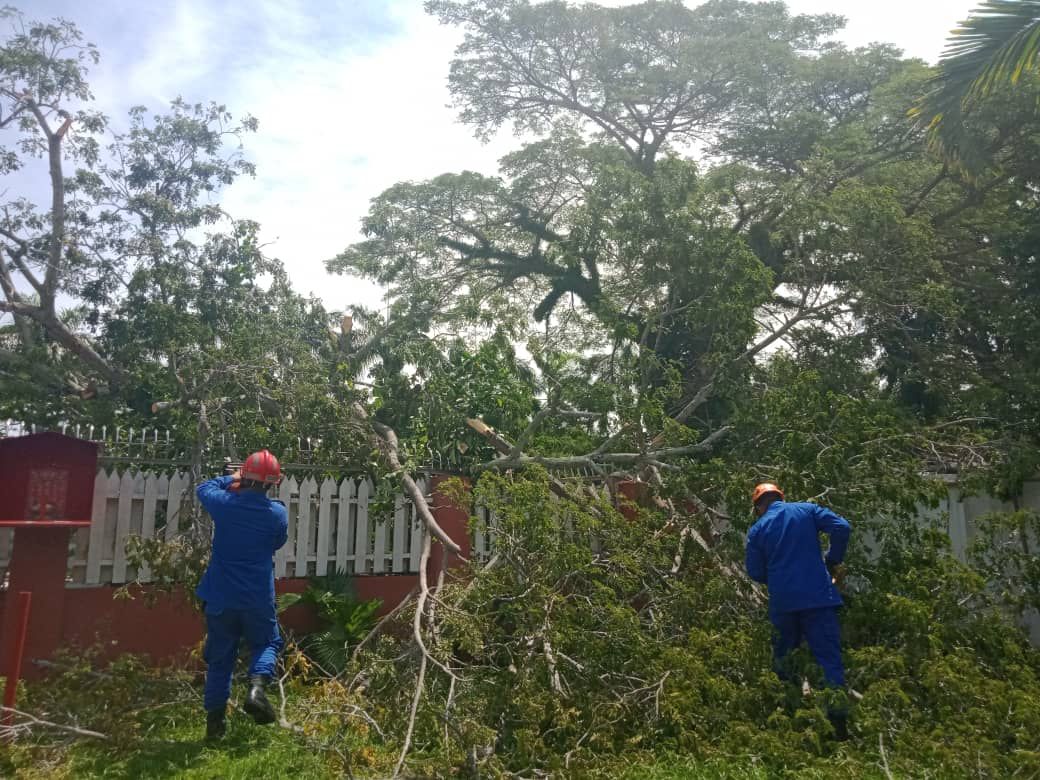 APM clear fallen trees at two houses in Miri