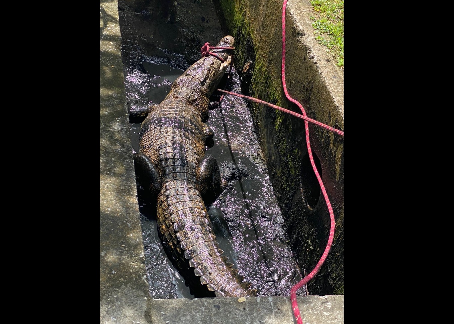 Crocodile at Brighton foreshore : r/brisbane