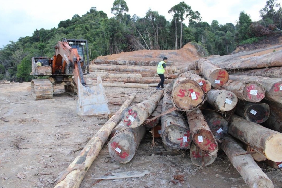 Sarawak records 217 forestry offences from 2022 to April 2024