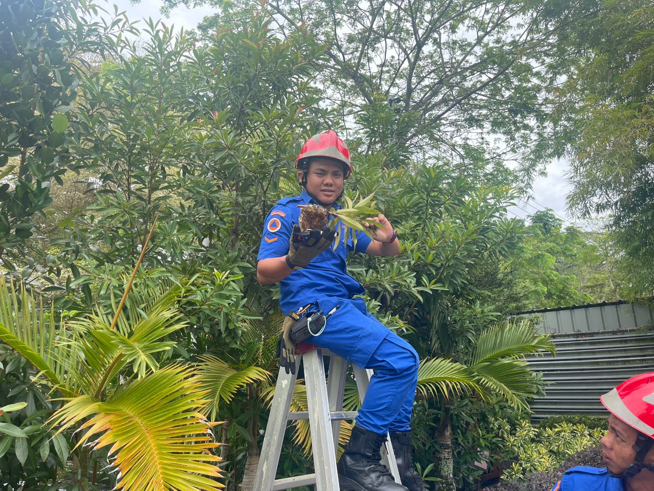 APM personnel destroy beehive catch viper in Miri