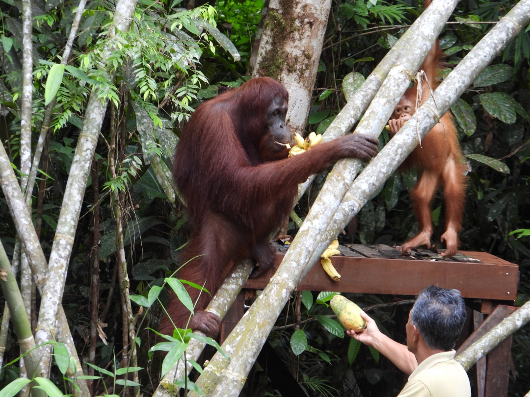 NEW ARRIVAL SPOTTED CLINGING TO SAYANG - Borneo Orangutan Survival