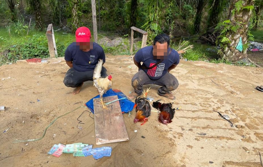 Two Arrested For Illegal Cockfighting In Tatau 