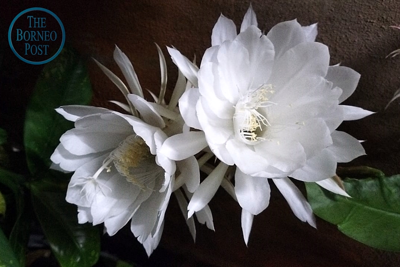 Queen of the night flower, Tan Hua