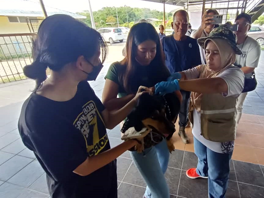 Free rabies vaccination, microchipping, pet registration held in Batu Kawa