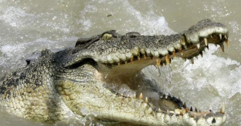 SFC urges Kg Nonok, Kg Sampun villagers to be cautious after sighting of large croc at river