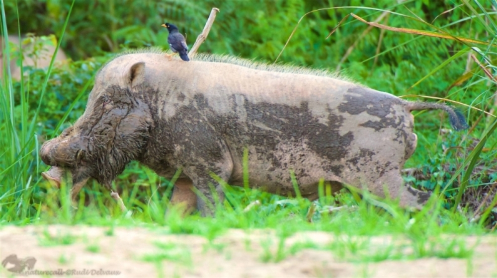 Experts: Drop in pig population due to African Swine Fever affects Borneo’s indigenous communities