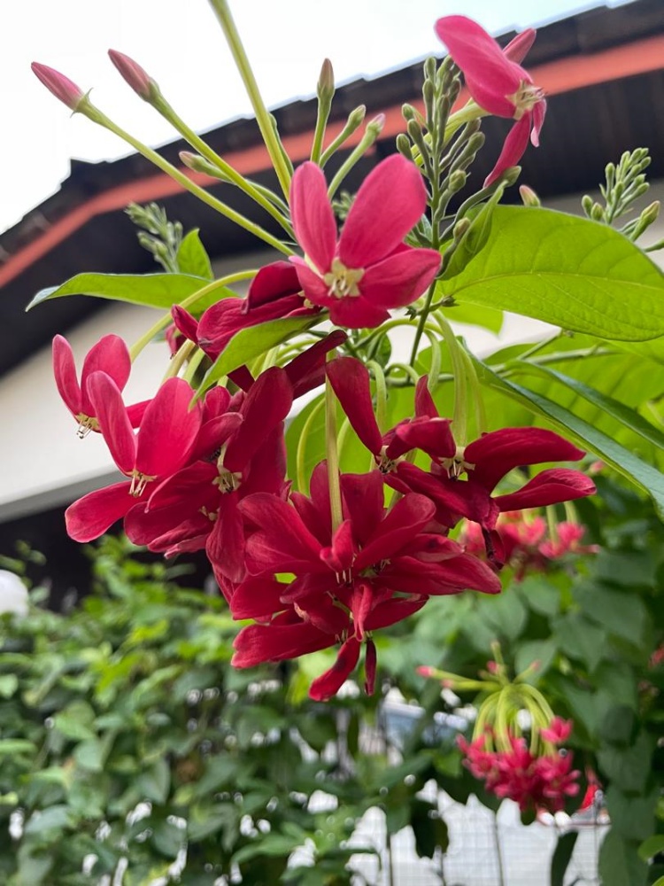 Rangoon Creeper: The mesmerising and ‘naughty’ beauty