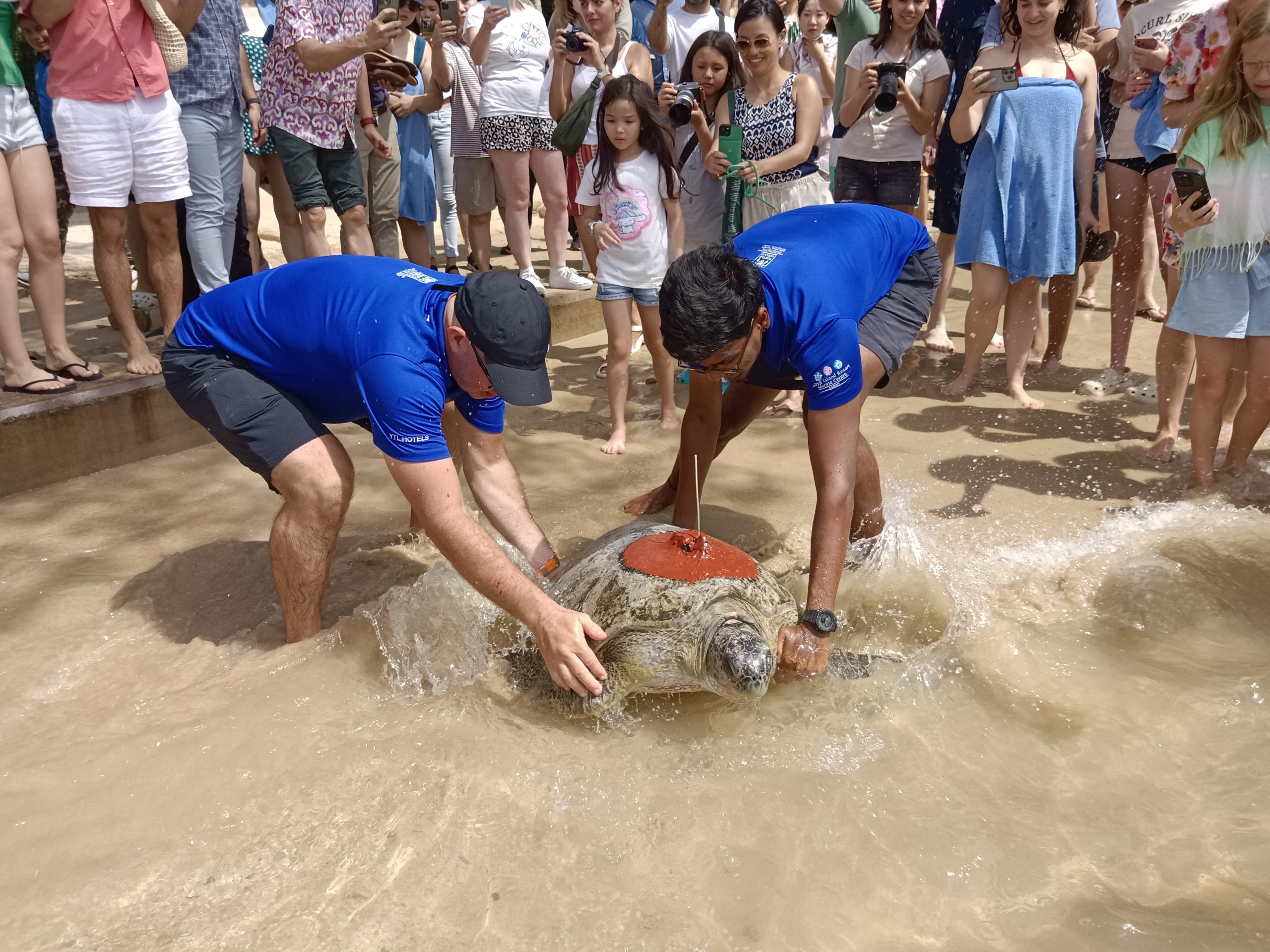 Two rehabilitated endangered turtles set free